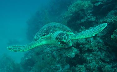 JuanCarlos Tortuga