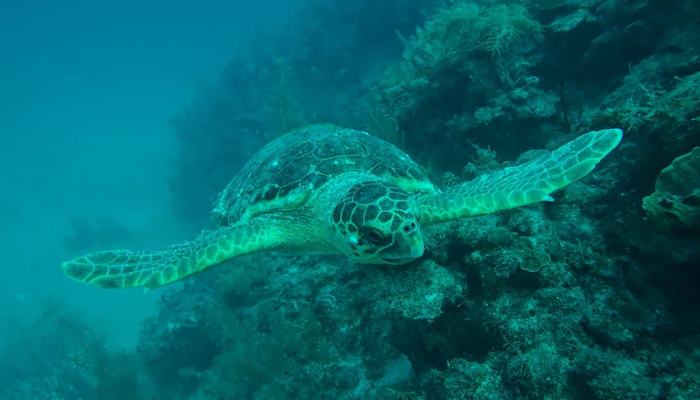 JuanCarlos Tortuga
